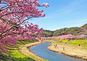 みなみの桜と菜の花まつり