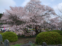 狩宿の下馬ザクラの画像