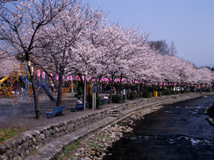 神田川(かんだがわ)の写真