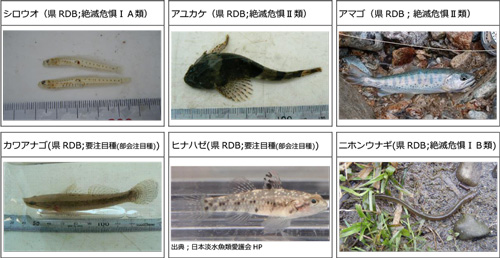 波多打川流域で確認された重要種（淡水魚類､陸･淡水産貝類）