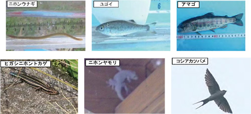 初川流域で確認されている主な重要種