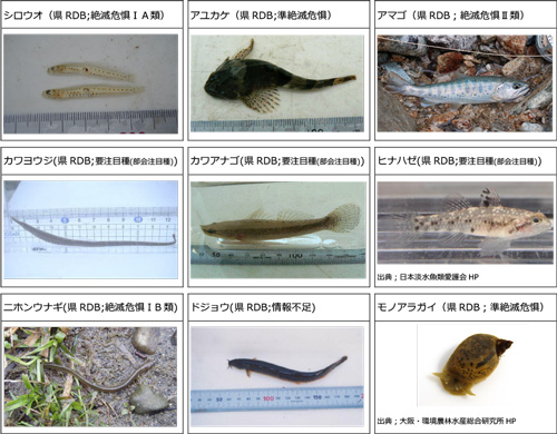 庵原川流域で確認された重要種（淡水魚類､陸･淡水産貝類）