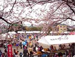 庵原川桜まつりの写真