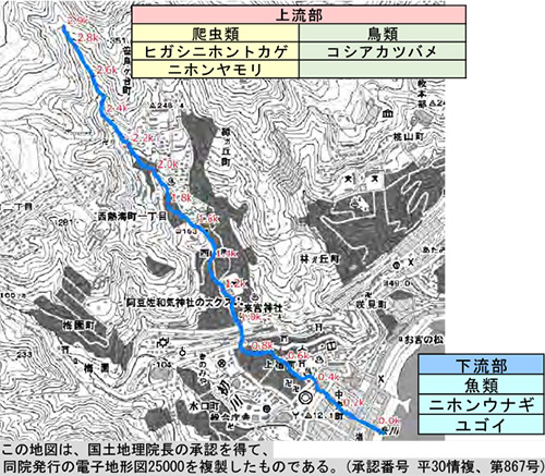 糸川流域で確認されている主な重要種