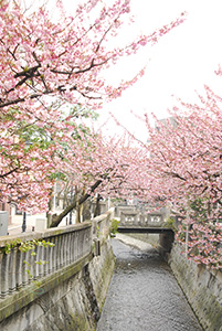 あたみ桜