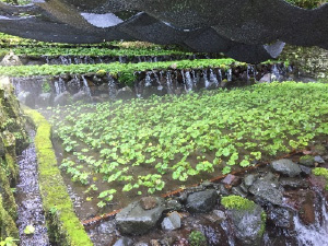 わさび沢