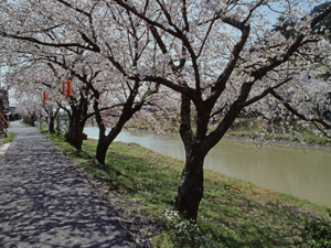 勝間田川・桜並木（かつまたがわ・さくらなみき）の写真