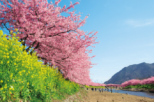 河津桜並木