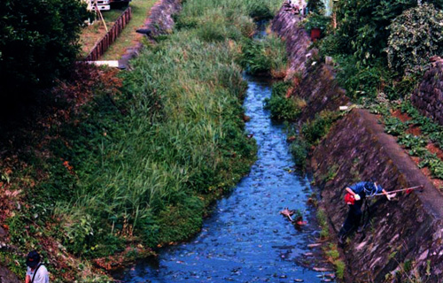 沿川住民による除草作業の写真