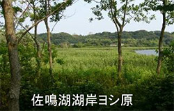 佐鳴湖湖岸ヨシ原