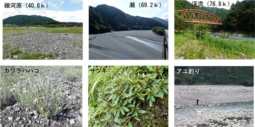 中流七曲りブロックの河川環境