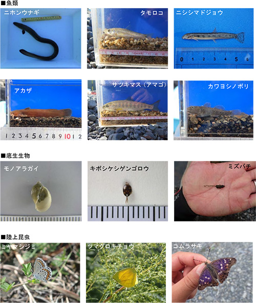 中流七曲りブロックにおける重要種の生息箇所（魚類・底生生物）