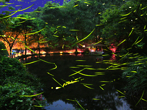 蛍の飛び交う公園内の写真