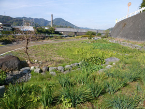興津井上町緑地の写真