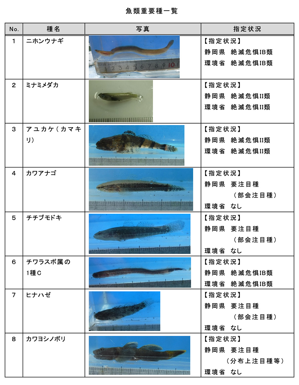滝川で水生生物調査をしました - ☆進め!!野外探検隊☆