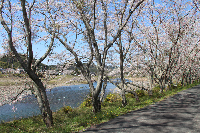 太田川堤防沿い