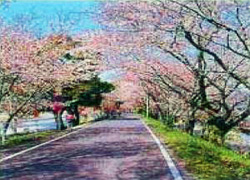 桜並木の写真