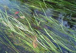 順流域で見られる水生植物の写真