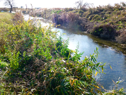 一雲済川の自然景観の写真