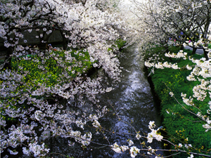 木屋川・桜並木（きやがわ・さくらなみき）の写真