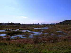 大内遊水地の写真