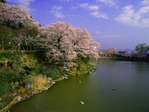 船越堤公園の写真