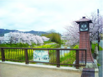二川周辺の桜並木