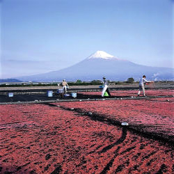 サクラエビ干しの写真